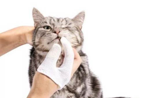 猫咪有耳螨怎么清理