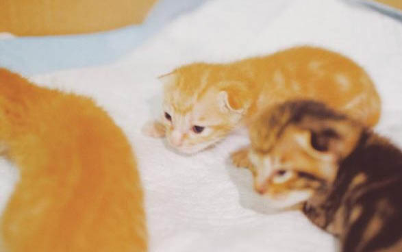 猫咪有眼屎怎么处理