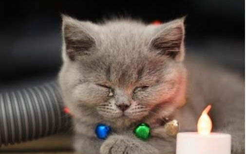 猫用消炎眼药水哪个好