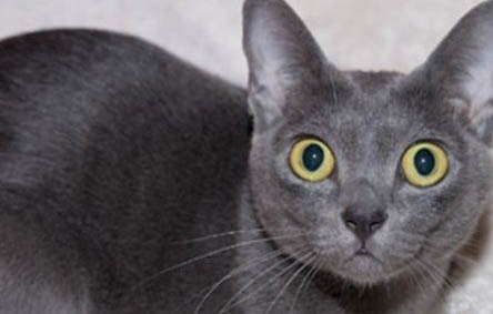 宠物猫：猫上呼吸道感染的症状有哪些吃什么药