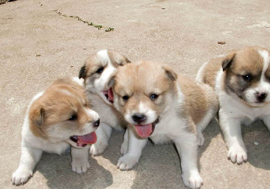 中华田园犬土狗买钱多少钱