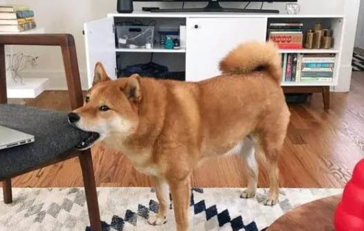 狗狗为什么也会有佝偻病