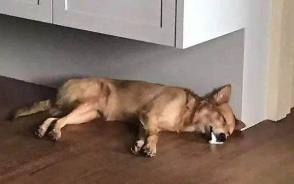 狗狗可以吃花生米吗