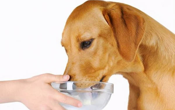 棉花面纱犬哪里有卖