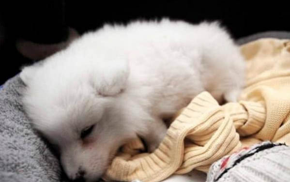 怎么提高狗狗免疫力