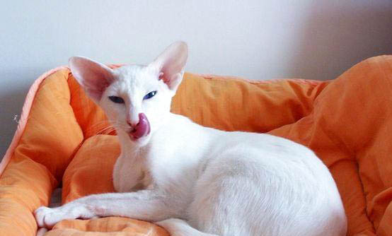 猫能吃西瓜吗为什么不能吃
