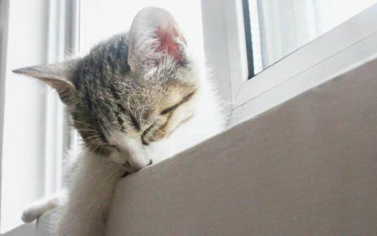 小猫呼噜呼噜是怎么了