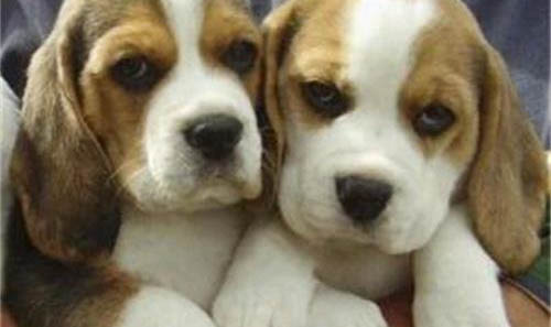 如何奖励比格犬
