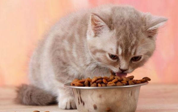 小猫吃多了吐了能自愈吗