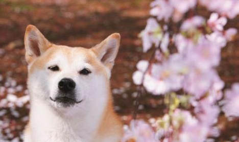 柴犬有哪些缺点