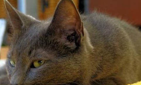 猫咪牙龈炎多久能好呢