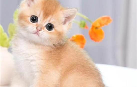 猫咪骨头骨折了能自愈吗?