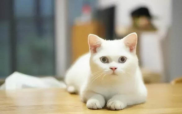 猫一般在哪个季节换毛