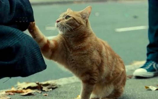猫咪毛球症一直呕吐怎么办