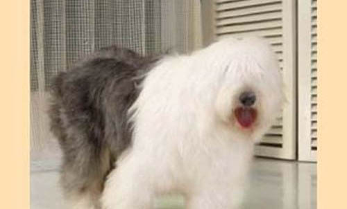 狗和猫哪个智商高