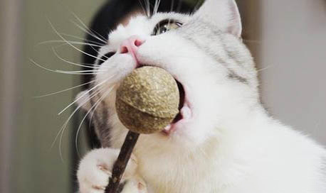 请问猫咪呕吐的原因及处理方法?