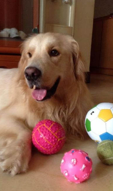 狗狗犬瘟好转的症状