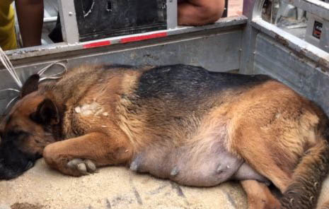 哪里有卖边境牧羊犬
