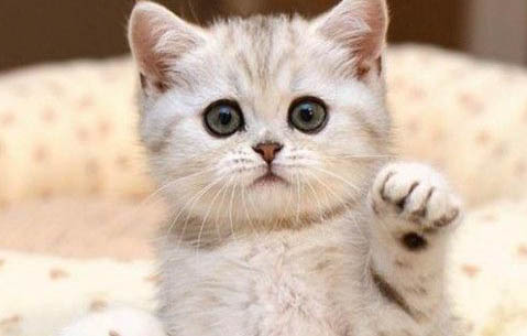 请问猫咪呕吐的原因及处理方法？