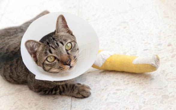 猫吐黄水带泡沫是什么原因啊