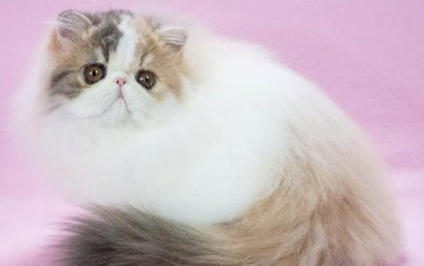 夏天猫咪喝水少的原因