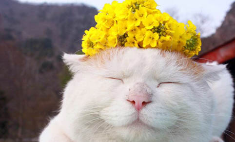 为什么不能收留流浪猫