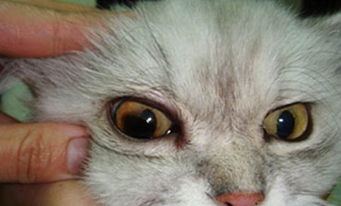 猫得了球虫有哪些症状