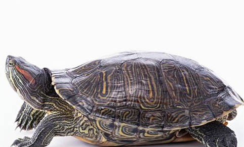 巴西龟深水养会死吗