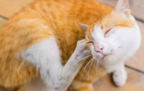 小猫怀孕可以吃驱虫药吗?