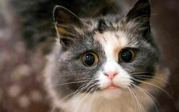 猫咪鼻子干裂一直打喷嚏