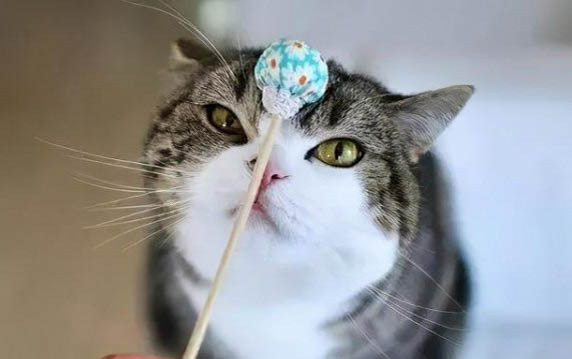 猫咪坐长途车需要准备