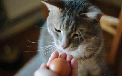 猫咪低烧会是什么情况引起的