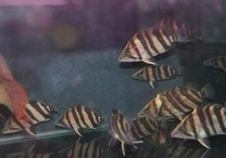 印尼虎鱼能活多少年