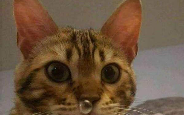 猫咪为什么喜欢拿东西送人呢