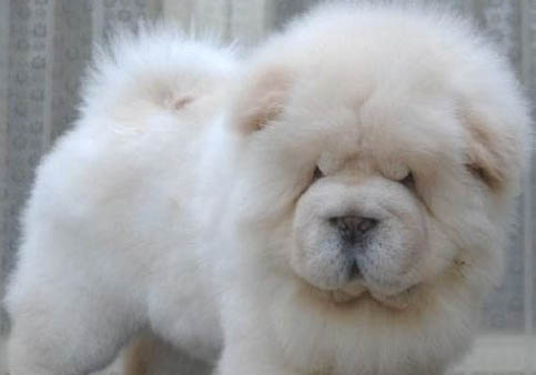 熊狮犬和松狮犬哪个好