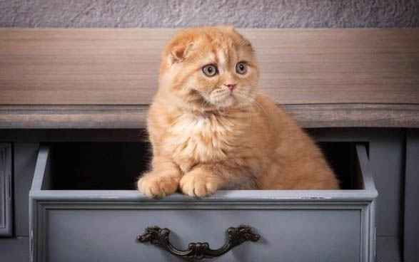 小猫拉屎有血