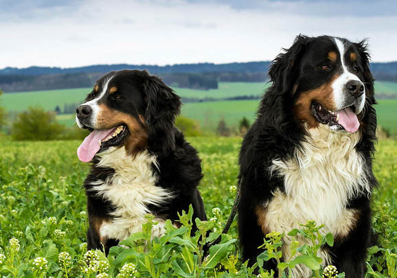 成年伯恩山犬多久驱虫一次