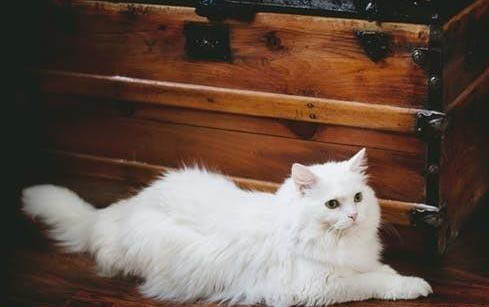 猫感冒了会出现什么症状?猫感冒了会自愈吗