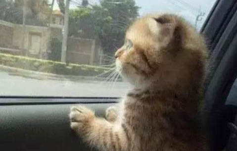 猫咪在坐车的时候为什么一直叫