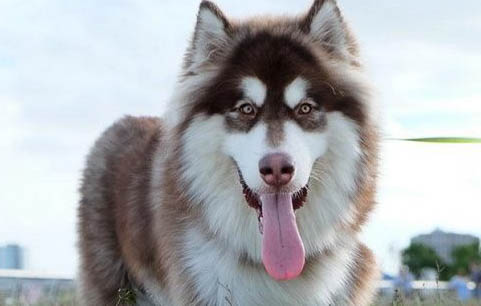 阿拉斯加犬脱毛吗