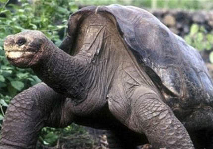 平塔岛加拉帕戈斯象龟能活多少年