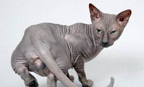 猫毛囊炎能自愈吗?