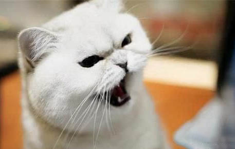 猫变得很粘人是在提醒什么吗