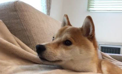 柴犬多大爆脸定型