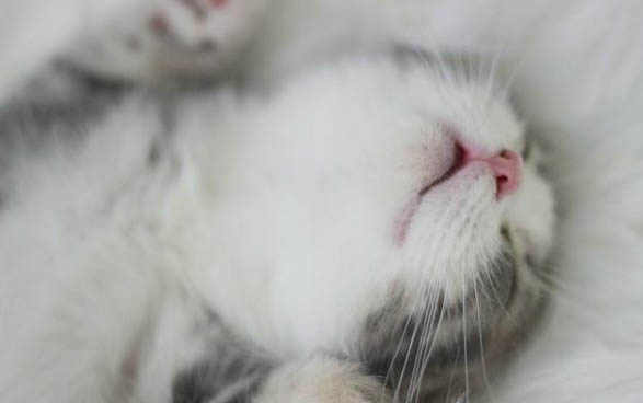 猫咪可以吃生鸡蛋吗
