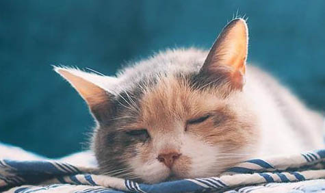 猫的眼睛流褐色分泌物怎么办
