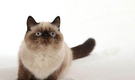 猫咪好几天没回家怎么办