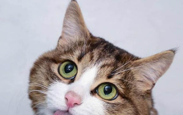 猫咪一只眼睛有红色分泌物是什么情况
