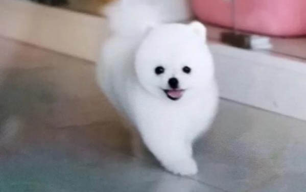 小狗得了湿疹怎么办