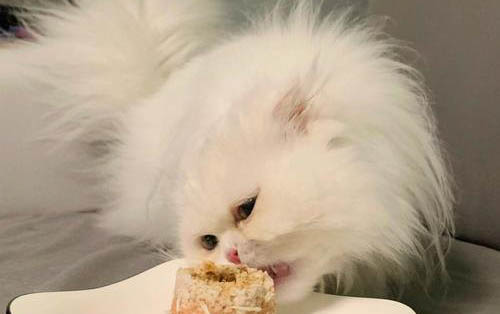 猫咪吃罐头拉稀了怎么办